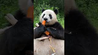 Download lagu #Panda Hungry ||😋 mp3