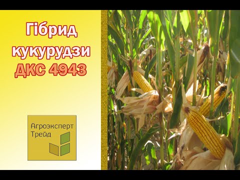 Кукурудза ДКС 4943 🌽 - опис гібрида 🌽