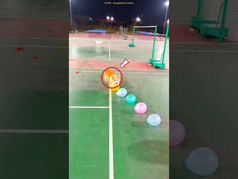 Doggy Burst Tons of Balloons! 🎈🐶💥|| #doggy #Shortsfeed #shorts