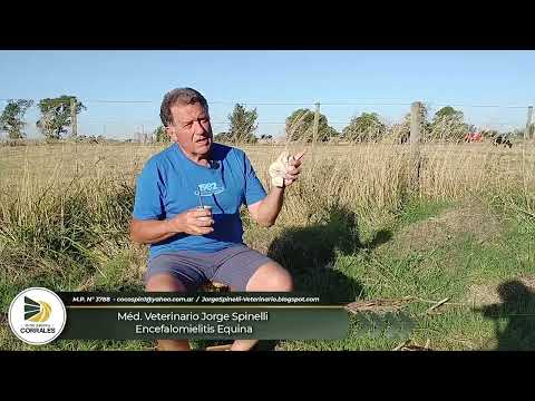 Médico Veterinario Jorge Spinelli - Encefalomielitis Equina