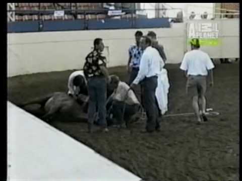 Animal Planet Untamed Uncut--Country Pleasure Driving Class Gone Wrong!