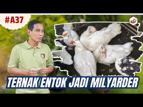 Bisnis Ternak Entok Juga Bisa Jadi Milyarder