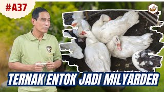 Download lagu Bisnis Ternak Entok Juga Bisa Jadi Milyarder mp3