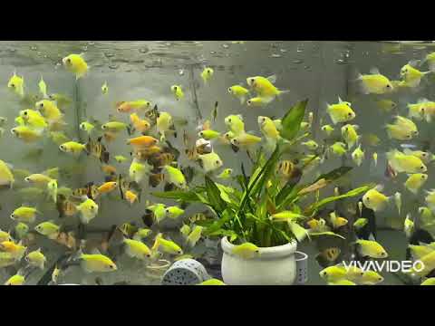 CÁ CẢNH ĐẠI PHÁT TÀI - THIÊN ĐƯỜNG CÁ CẢNH