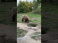 I M Done Bear Sanctuary