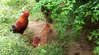 Protective rooster guards his chicken family