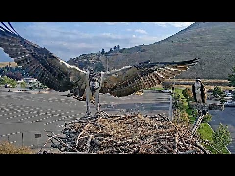 Second Osprey Chick "Antali" Fledges from Hellgate Nest! | August 14, 2024
