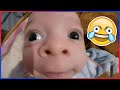SI TE RÍES PIERDES NIVEL MONSTRUOSO 999 99 IMPOSIBLE NO REÍRSE Videos De Risa Muy Graciosos 2025