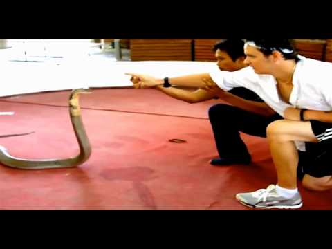 Cobra Trick by Devin Knight and Al Mann - eBook DOWNLOAD