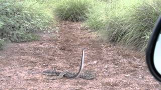 preview picture of video 'Western Diamondback Rattlers, Copyright 2014 Jean Ann Fennell, Austin, Texas'