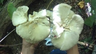 Foraging #7 - Finding Oyster Mushrooms in the Knotweed Jungle