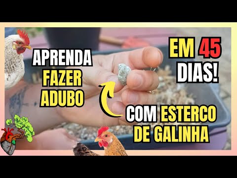 Como Curtir Esterco de Galinha? Preparando um adubo excelente para as plantas!