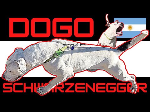 Muscular Dogo Argentino terrorizes Doberman housemate - Fixing the core problem.