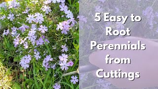 5 Easy to Root Perennials from Cuttings (Salvia, Catmint, Phlox, Monarda, Lemon balm)