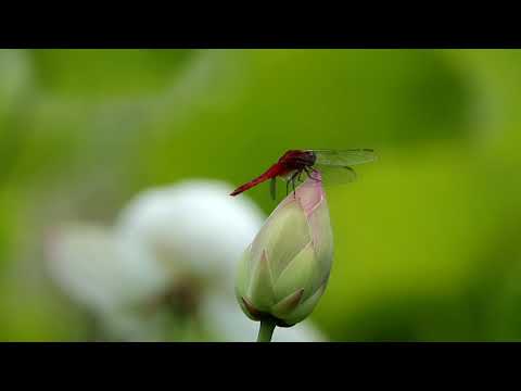 園芸 聖なる蓮、インドの蓮