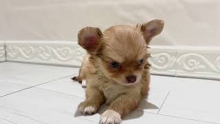 チワワ（ロング）の動画01