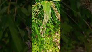 [心情] 影》新北爆蝗災！巿區狂現蹤 植栽被啃光 