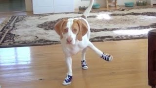 Funny Dogs in Boots 2014 [NEW HD]