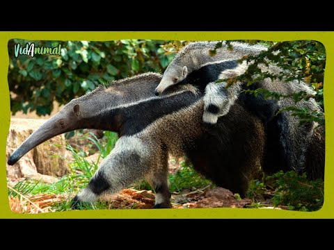 ALL ABOUT THE GIANT ANTEATER
