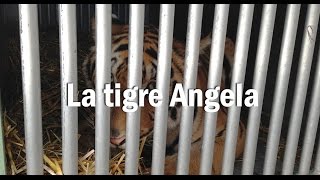 La tigre Angela. Un viaggio per la libertà.