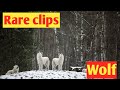 Rare Video Of Wolf Rare Footage New Video Of Wolves Wolf Attack Wolf