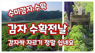 감자 수확 합니다. 싸 자르기 자르는 기계 수미감자 [감자재배방법]