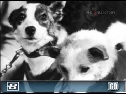 В космос отправился экипаж в составе собак Белки и Стрелки 19.08.1960