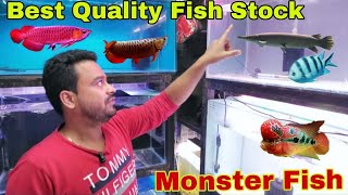 Fancy Fish Aquarium | Best Quality Fish Shop