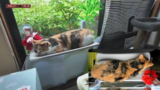 三毛猫フミちゃん　 LIVE配信#2　2026年7月11日#2　calico cat　(LIVE stream)