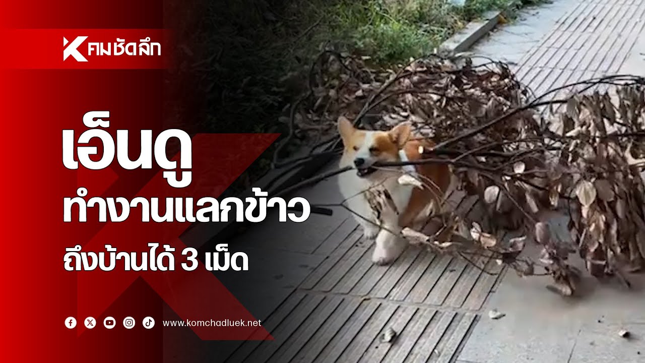 สุดฮา วิ่งเก็บขวดขาย กลับถึงบ้านค่าแรง 3 เม็ด
