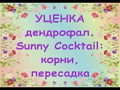 ОРХИДЕЯ-УЦЕНКА из "Юга":Den.Sunny Cocktail:корни,ПЕРЕСАДКА.