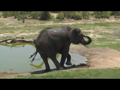 Djuma: Small breeding herd of Elephants- 10:46 - 12/27/18