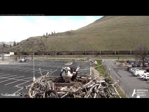 Louis Delivers First Fish of the 2017 Season – Apr. 7, 2017