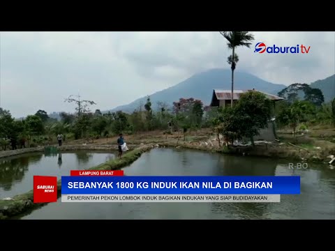  Sebanyak 1800 Kilogram Induk Ikan Nila Di Bagika