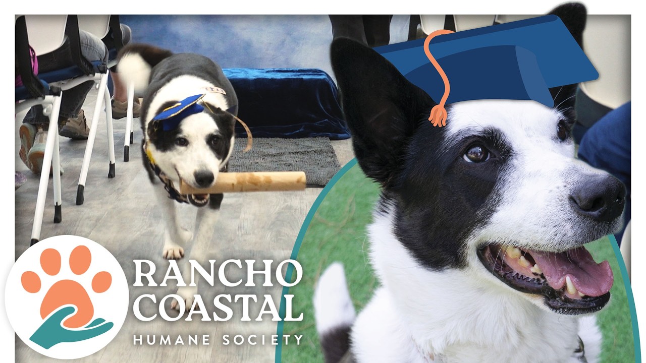 Tippy, a Adoptable mixed breed in Encinitas, CA video 5/6
