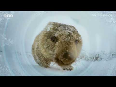 Spy in the Snow | BBC Select