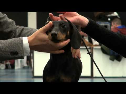 35e Brabants Rashonden Festival kaatsheuvel