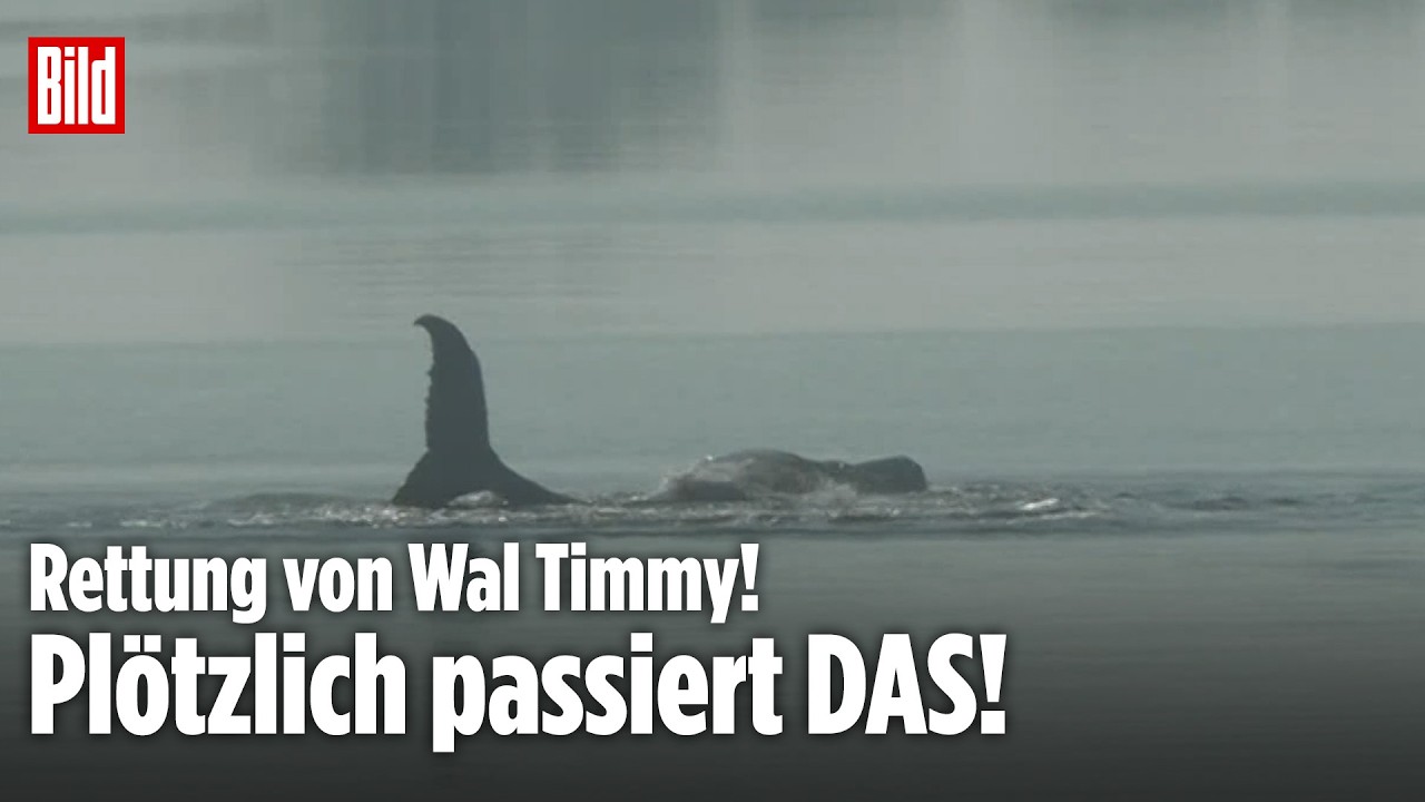 Walrettung in der Ostsee: Wal Timmy kämpft plötzlich ums Überleben!