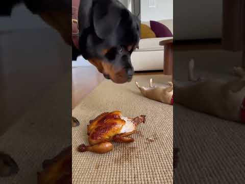 Can You Imagine Even Pet Siblings  do this ???