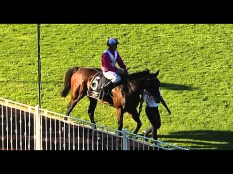 Ascot, 5/03/2016 - Race 8 - REGAL COMMANDER - Mr Bob Peters & William Pike