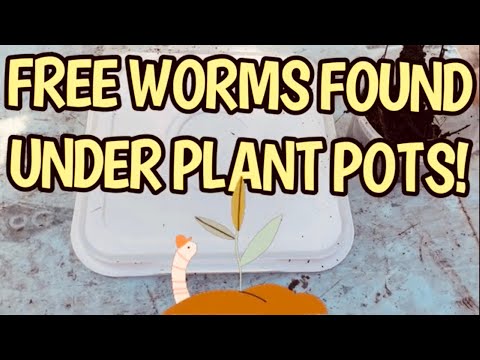 Free worms found under plant pots!