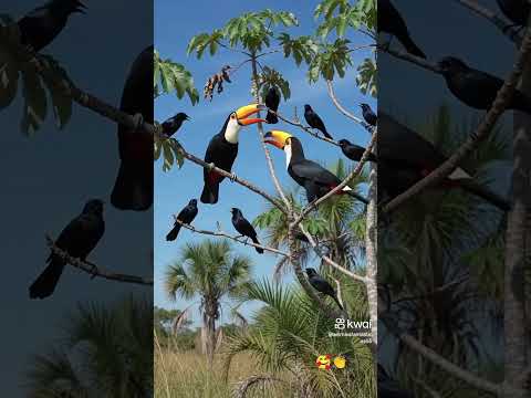 Caldas novas Goiás #natureza #aves