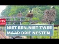 Drie ooievaarsnesten op een rij boven het spoor | RTV Drenthe