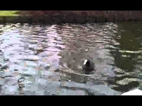 Qik - Efteling by Djuku