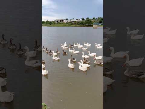 MOMENTO QUE ACALMA 🪿💦🌴 #goiás #morrinhos #lugareslindos #seriema #gansos