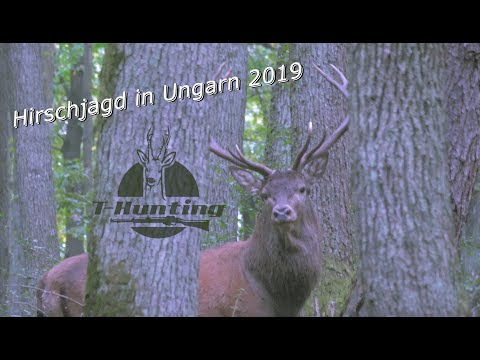 Hirschjagd in Ungarn 2019 - Aller Anfang ist...