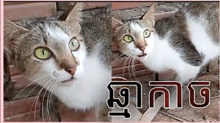 ដូចឆ្មាព្រៃអញ្ចឹង