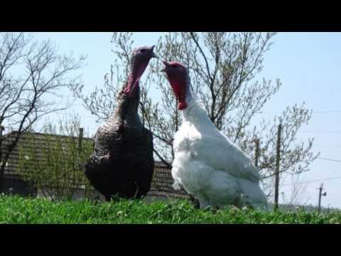 Soprano Mariana Mihai-Zoeter sings the Romanian song Curcile (The Turkeys) by Gheorghe Dima