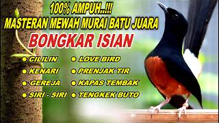 Download lagu 🔴 LIVE 50 - MASTERAN MURAI BATU FULL ISIAN TEMBAKAN , MELATIH MURAI BATU BONGKAR ISIAN mp3
