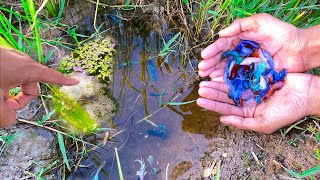 Download lagu The Lucky Place To Found A Lot Of Beautiful Galaxy Betta Fish Goldfish Other Fish In Rice Field mp3 Download lagu The Lucky Place To Found A Lot Of Beautiful Galaxy Betta Fish Goldfish Other Fish In Rice Field mp3